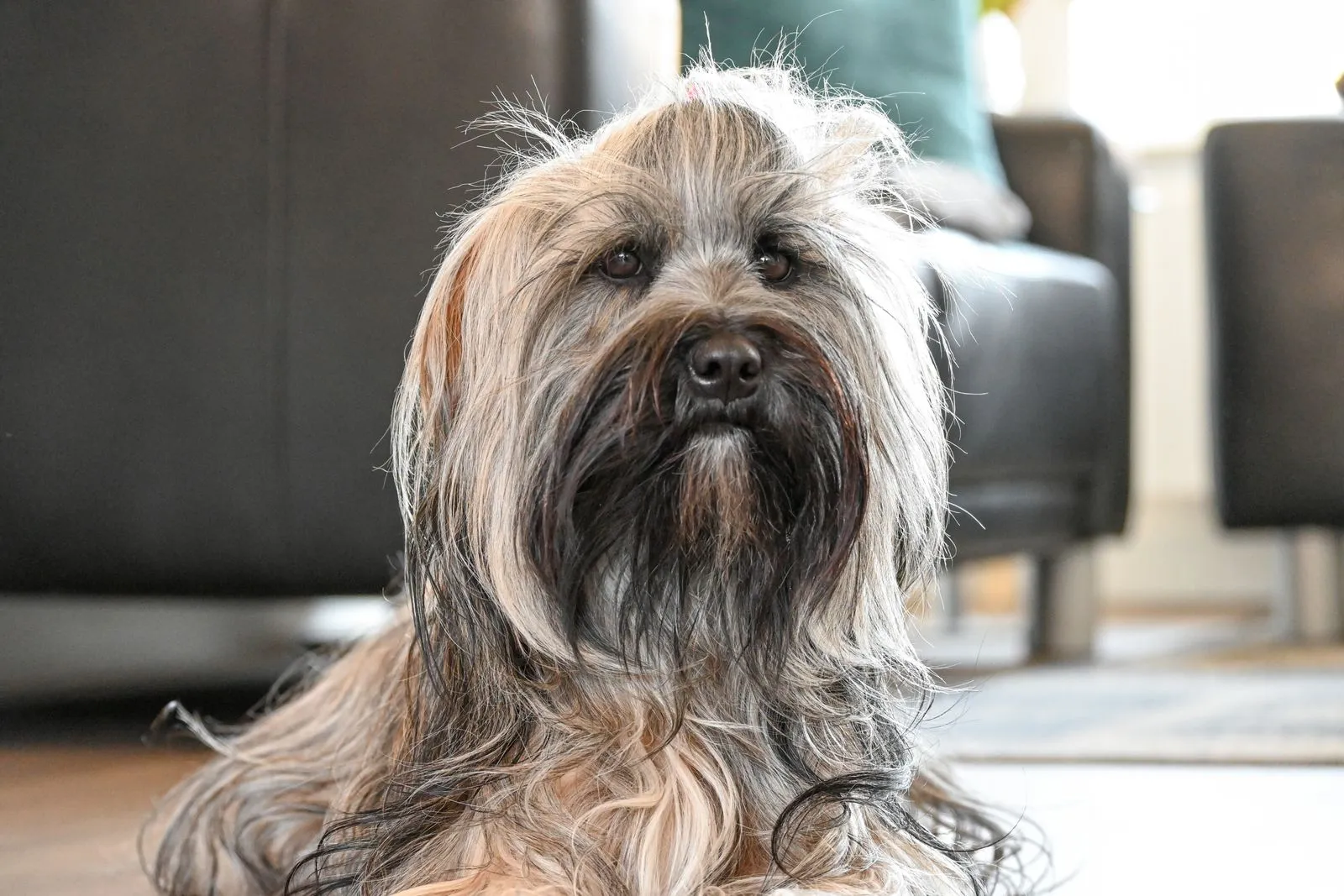 How to Keep Pet Hair Under Control at Home